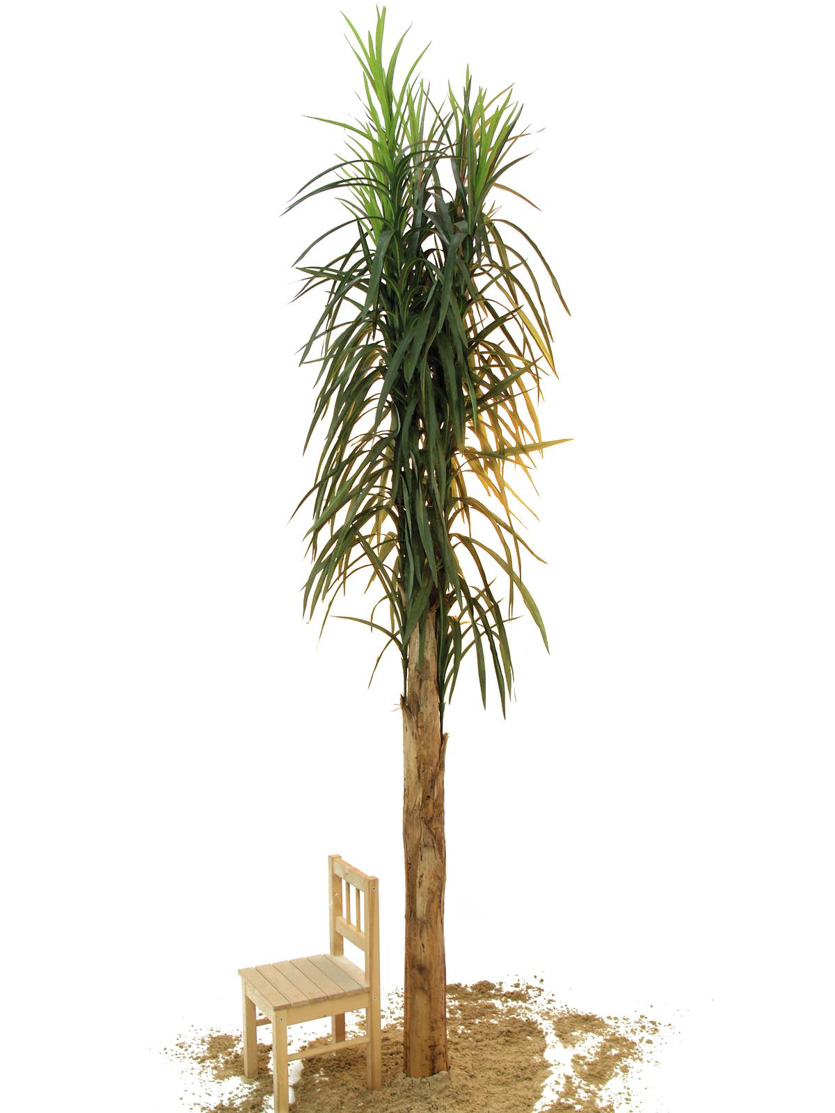 Datlová palma, 270cm