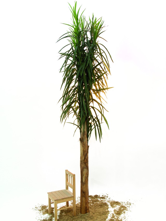 Datlová palma  370cm