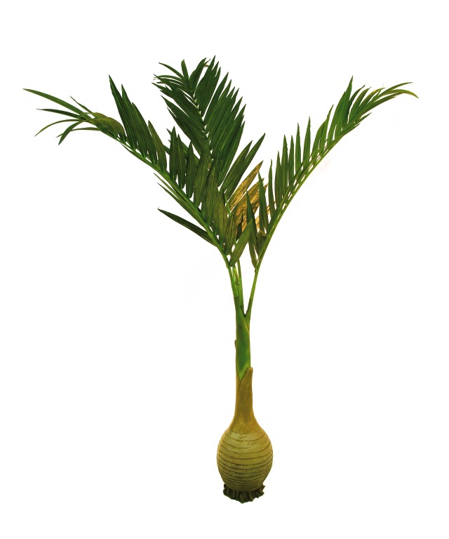 Palma s baňkovým kmenem, 180 cm