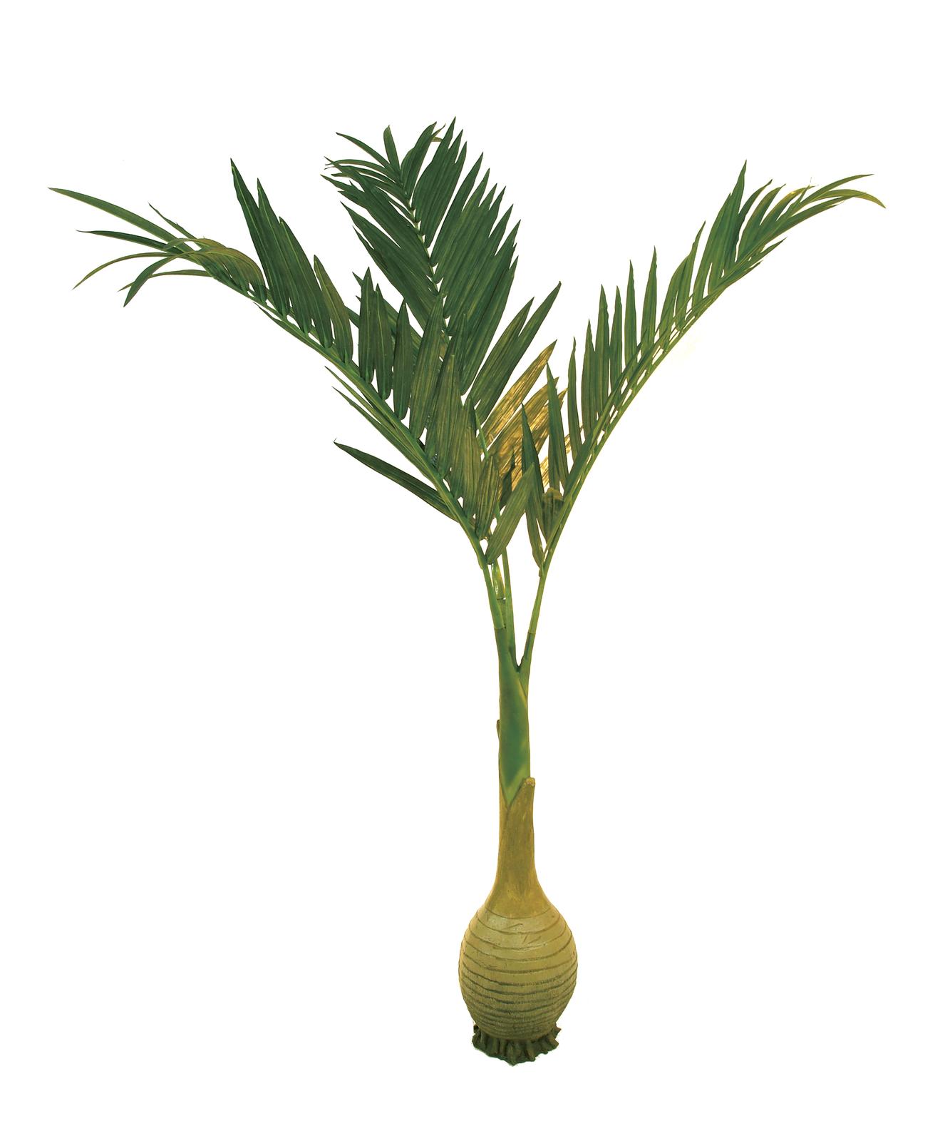 Phoenix palma s baňkovým kmenem, 240cm
