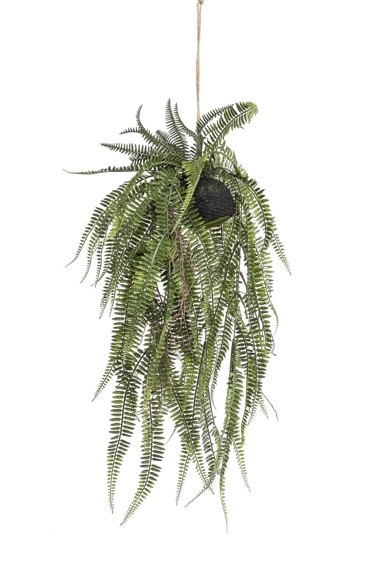 Kapradina závěsná, 70cm