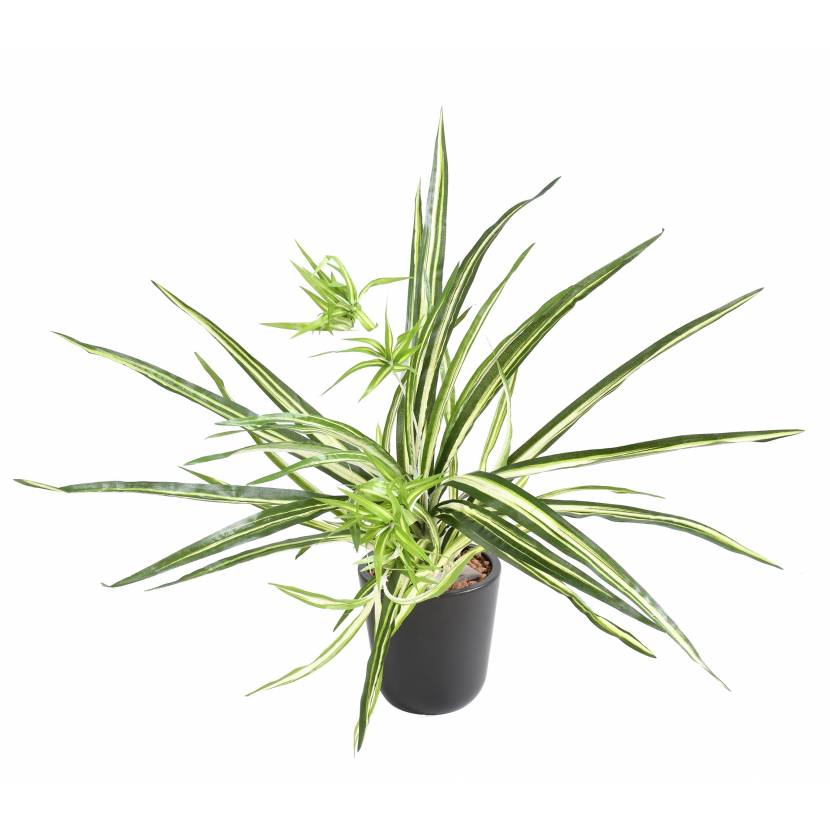 Chlorophytum bez květináče, 60cm