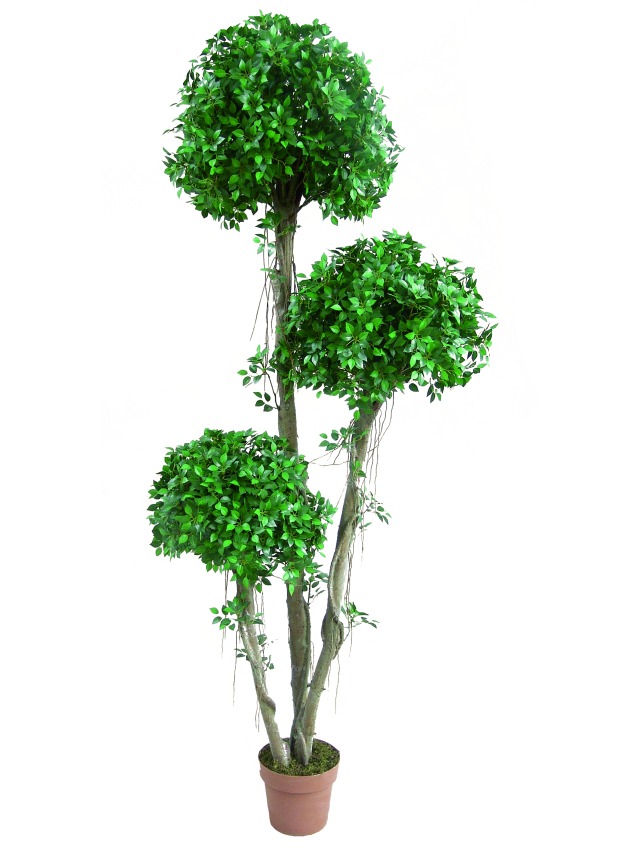 Ficus koule strom 190cm