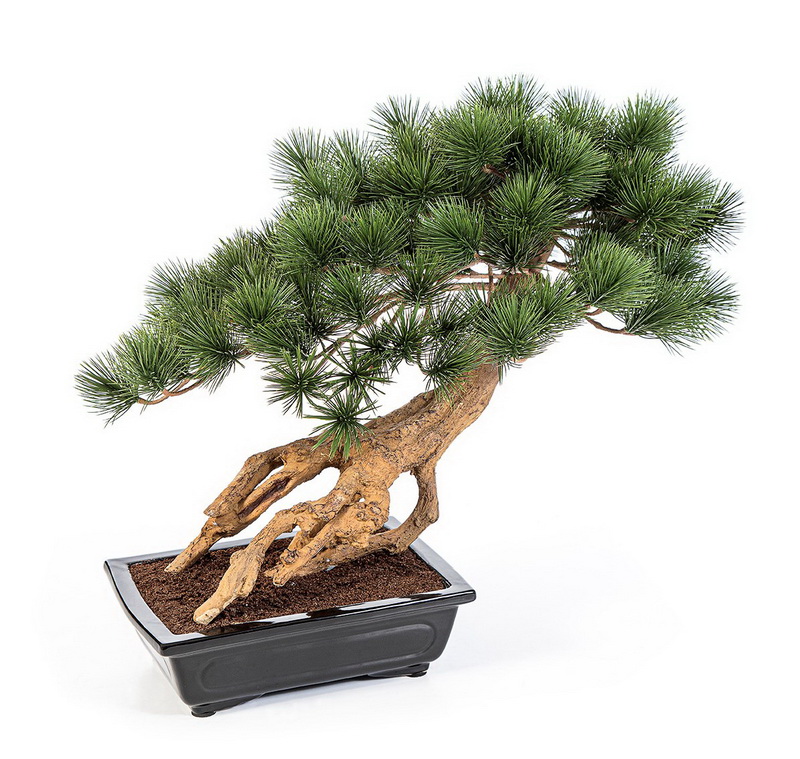 Bonsai borovice Parviflor v květináči deluxe, 55cm