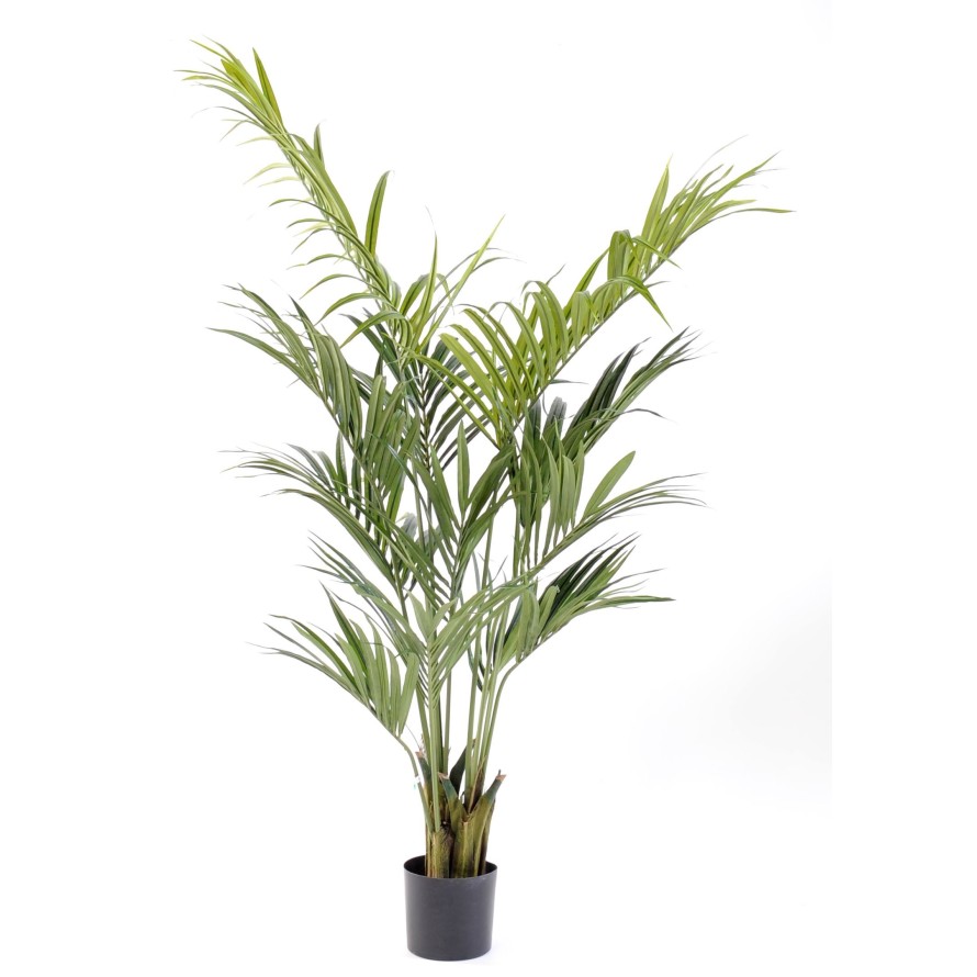 Kentia palma, 190cm