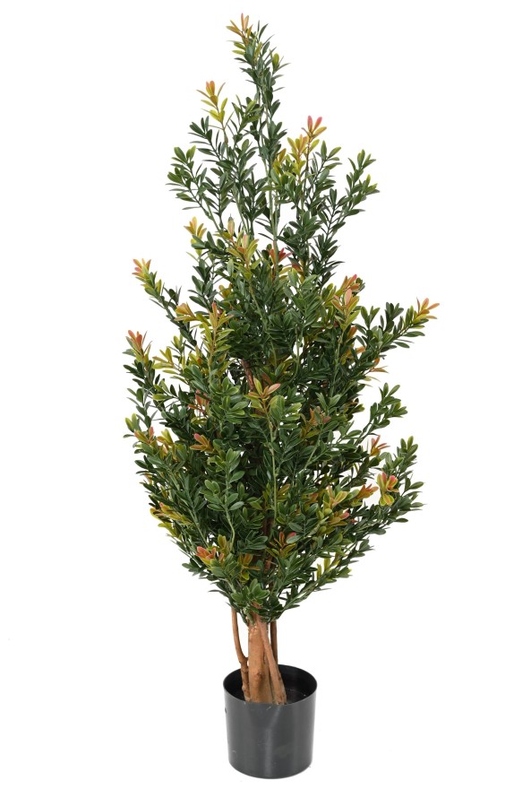 Buxus red day stromek, 100cm
