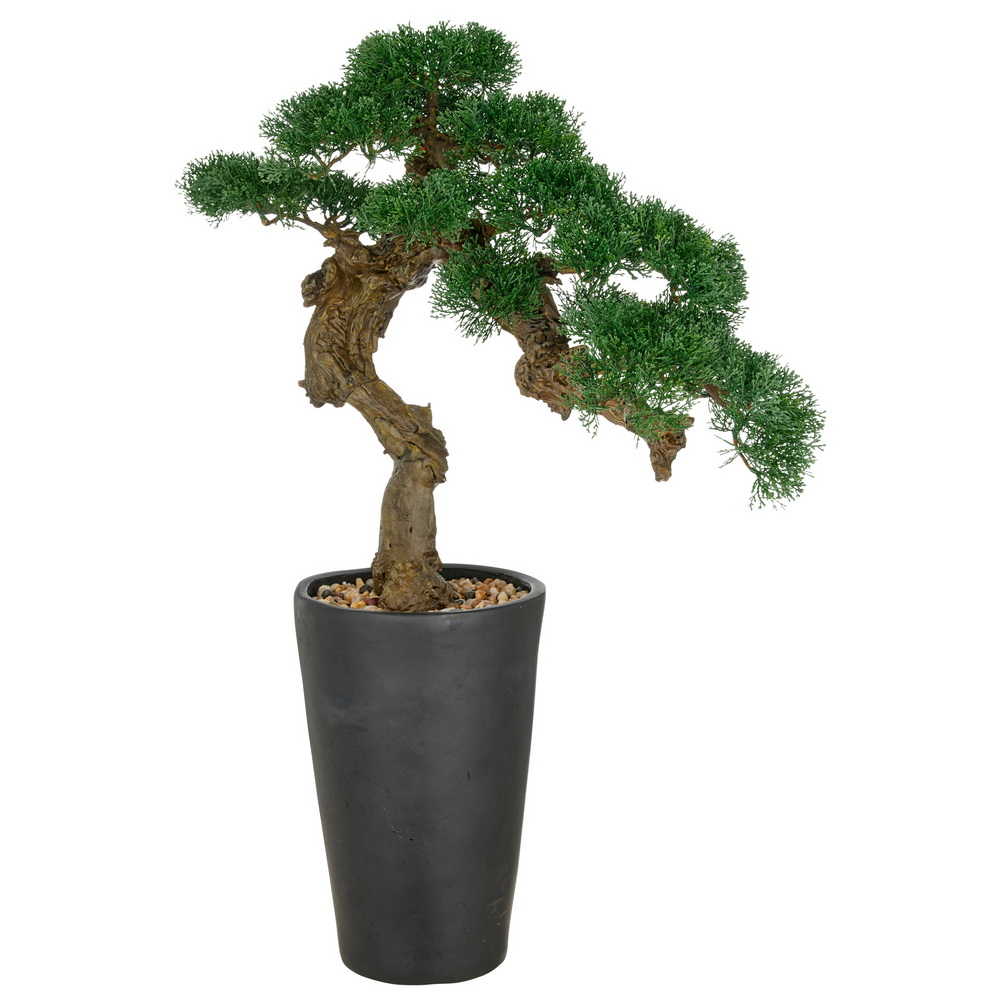 Bonsaj cedr Magnesia venkovní, 80cm