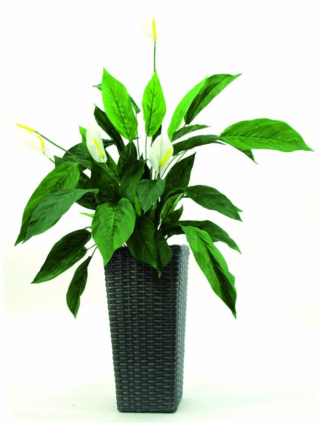 Spathiphyllum, 71 cm