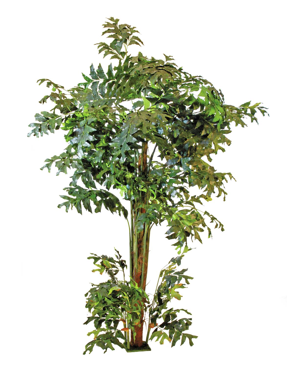 Fishtail palma, 305 cm