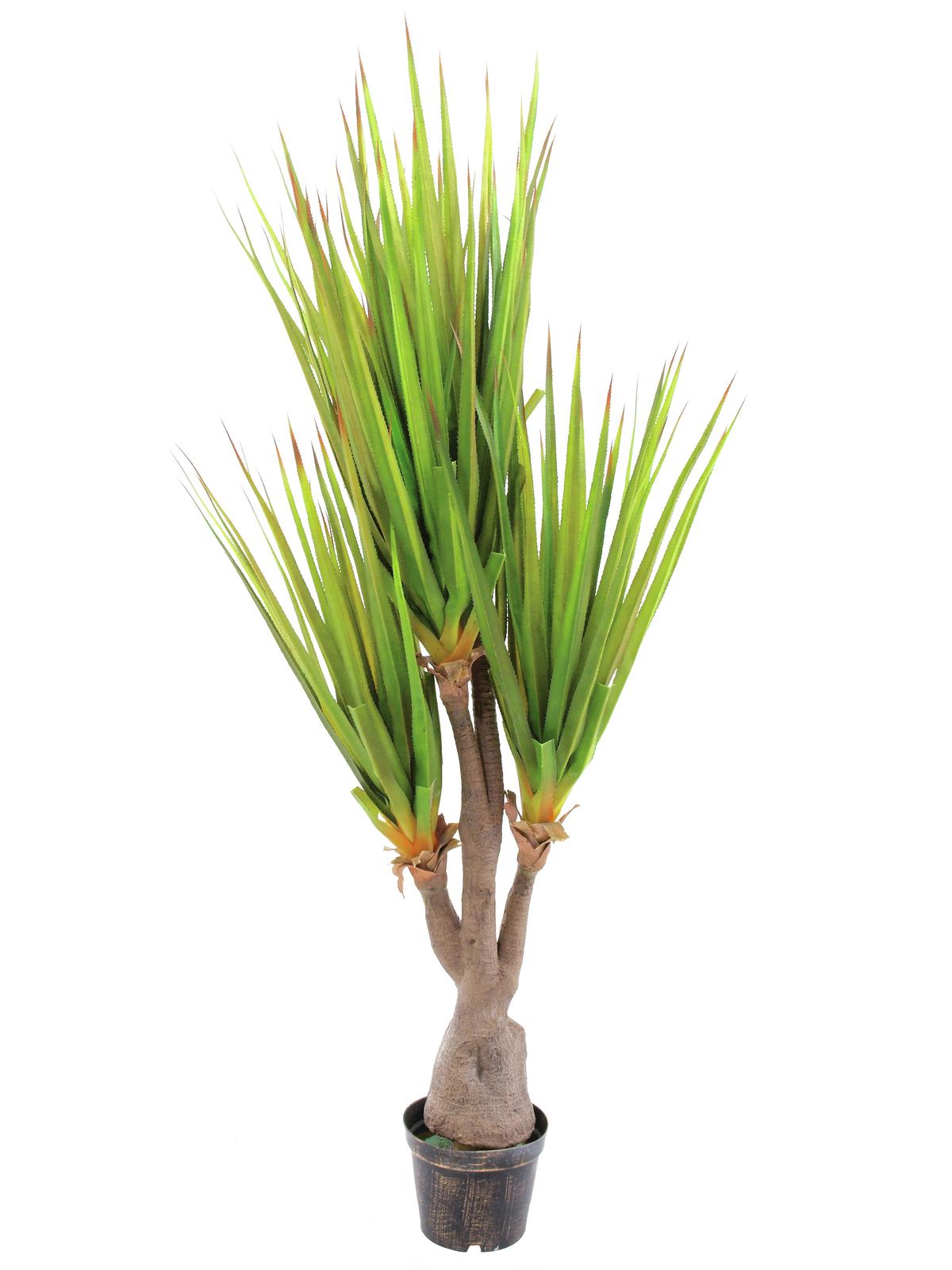 Šavlozubá agáve palma, 185cm