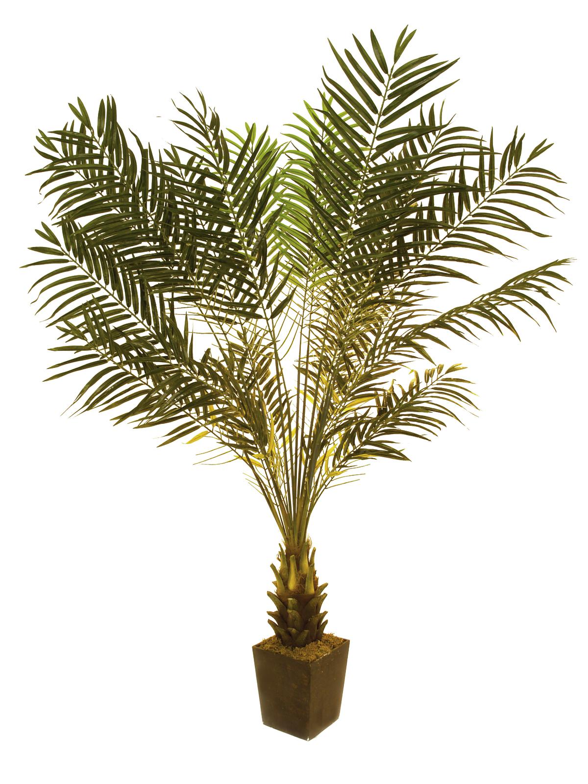 Cycus palma s květináčem, 223 cm