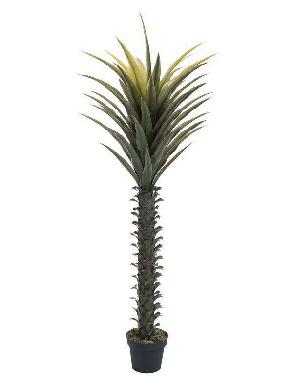 Yucca palma, 165cm