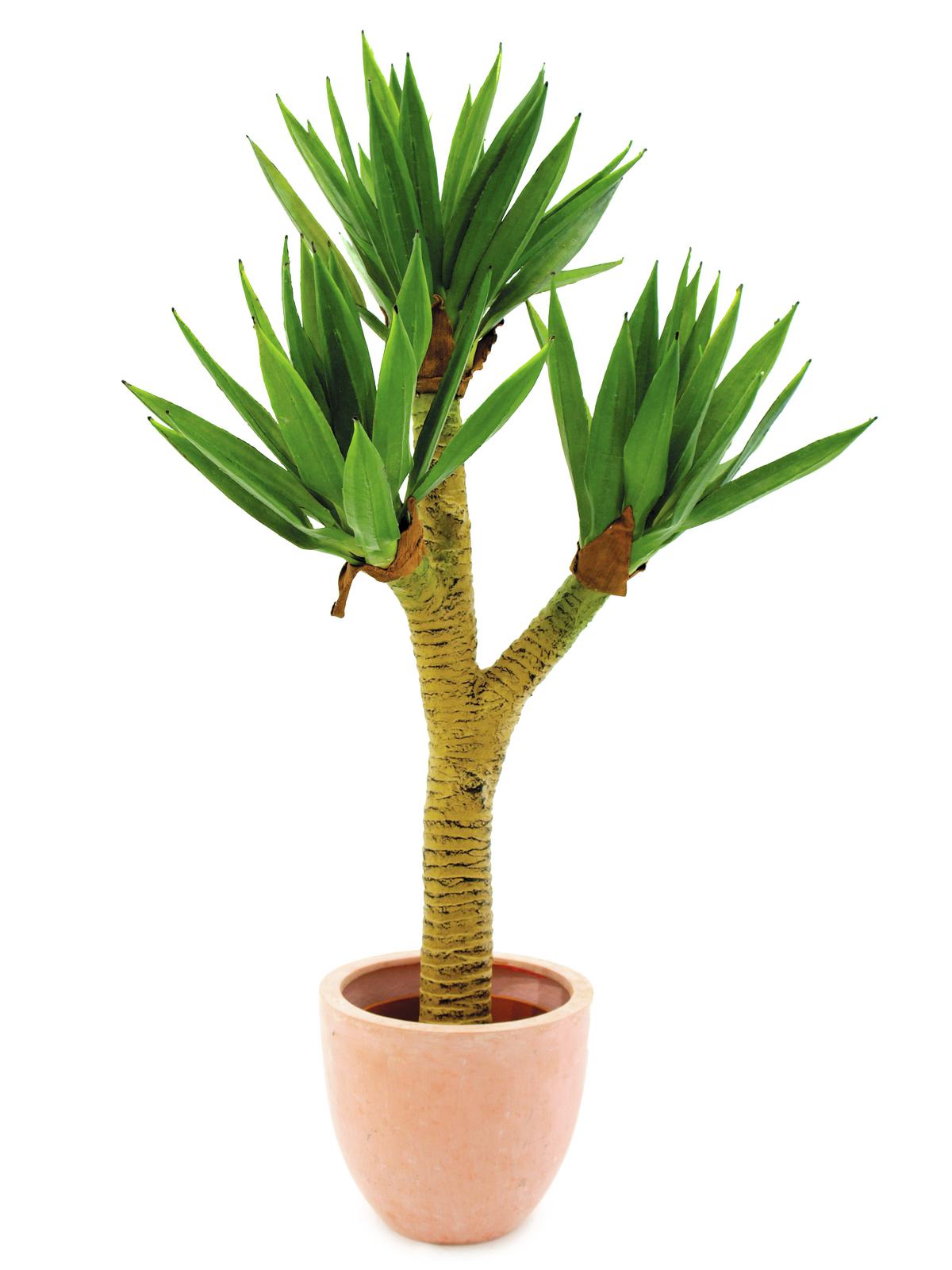 Yucca palmový keř, 105 cm