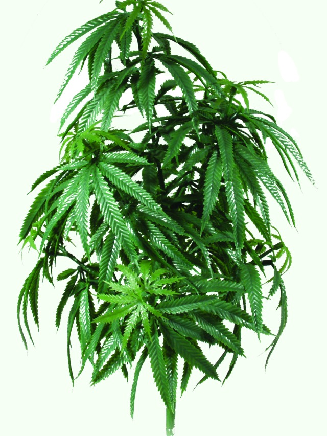 Rostlina konopí (um.hmota) 50cm