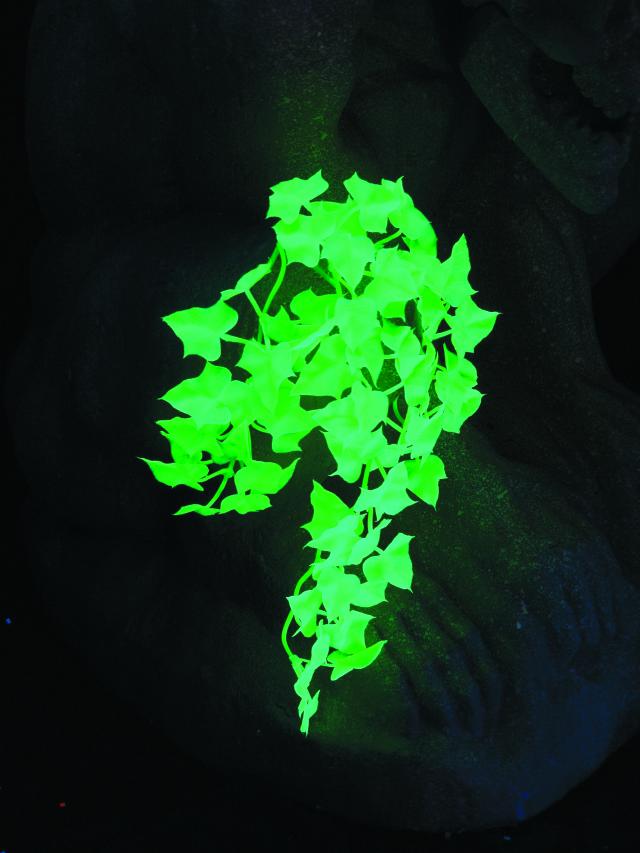 UV Břečťan zelený, 50cm