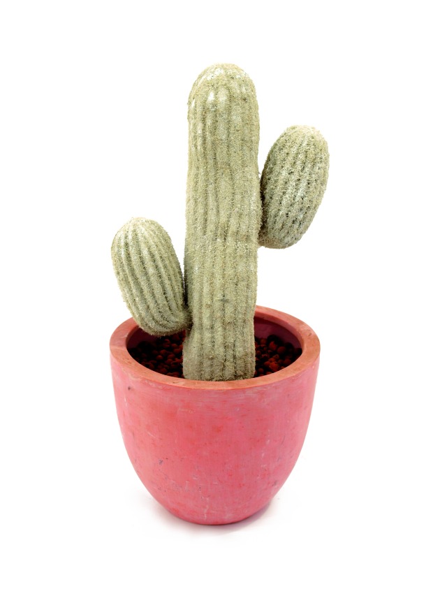 Mexický kaktus přír.bílá 40cm