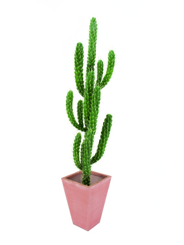 Okrouhlý prstový kaktus 150cm
