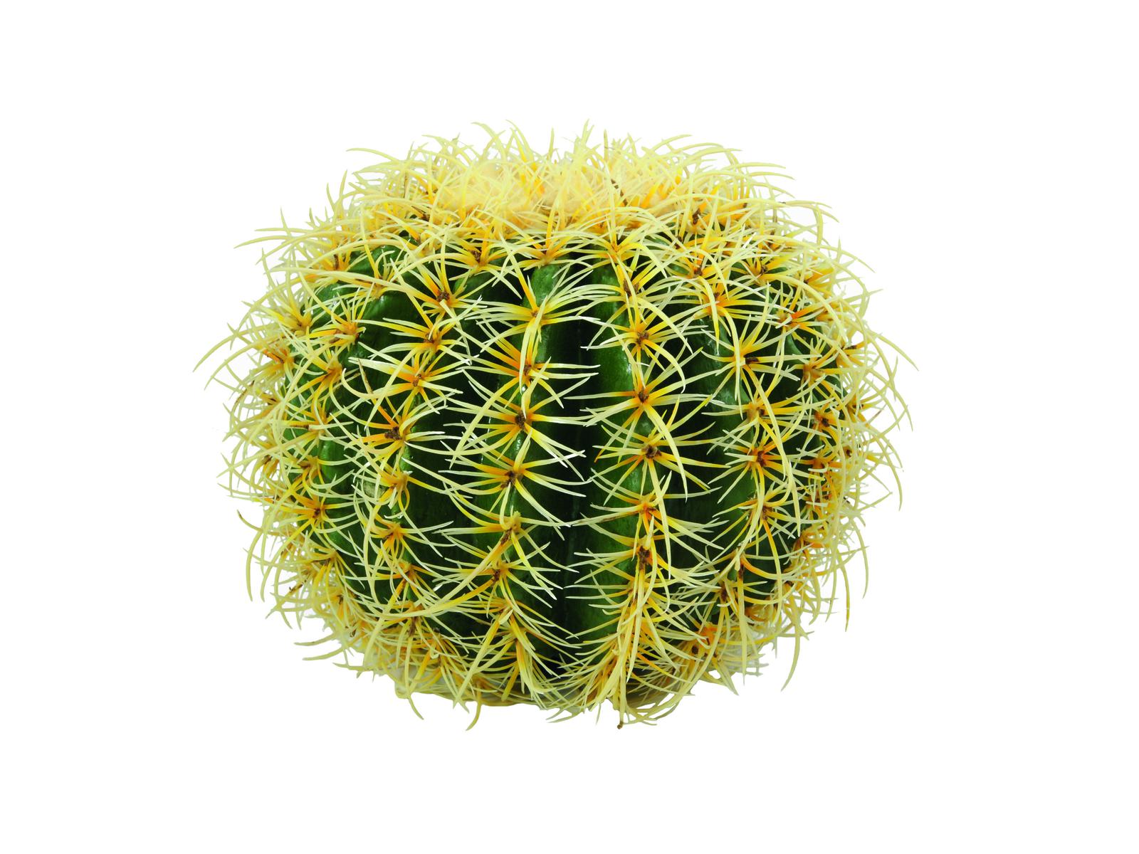 Zlatá koule kaktus 27 cm