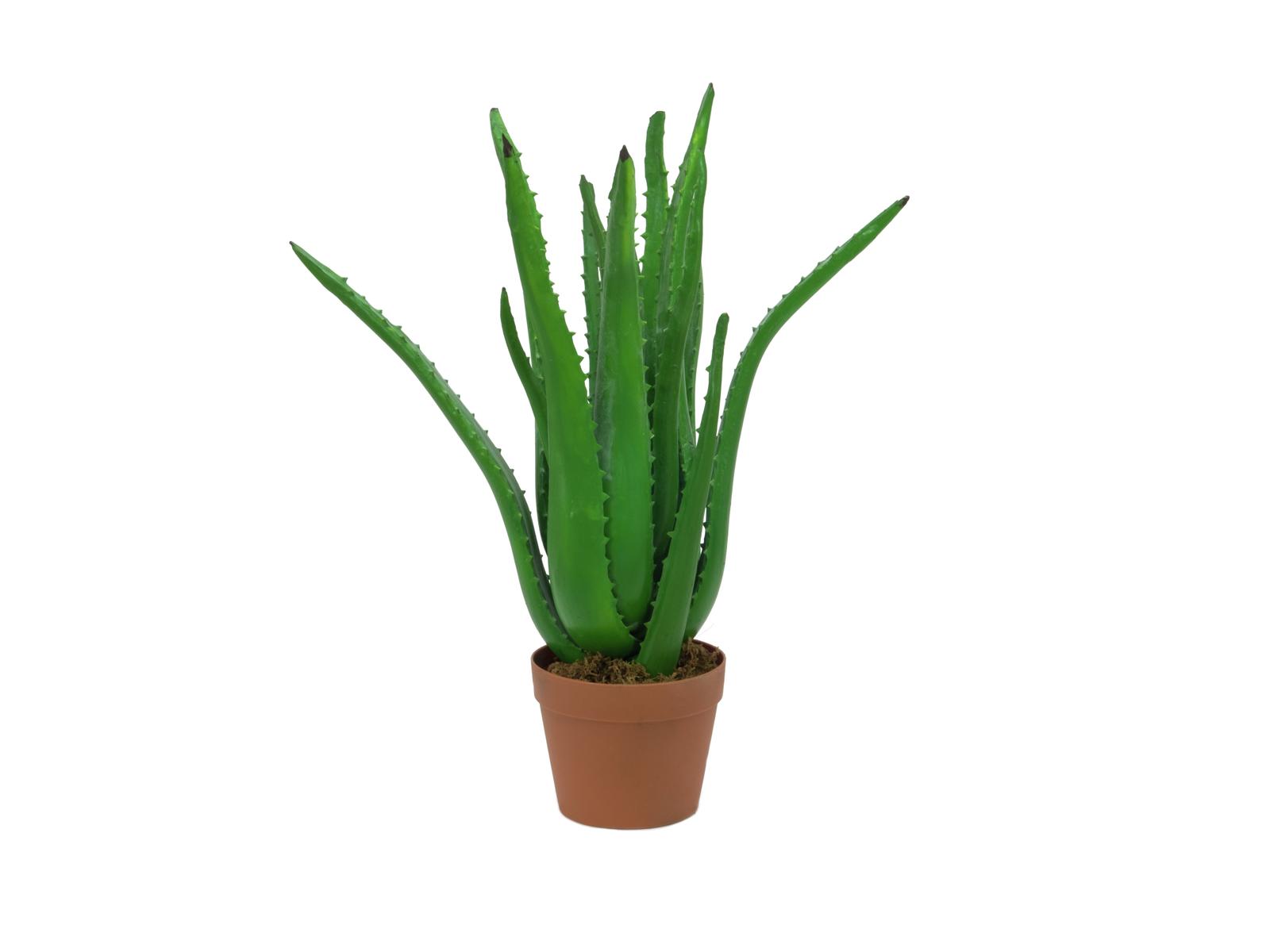 Aloe vera, 63 cm
