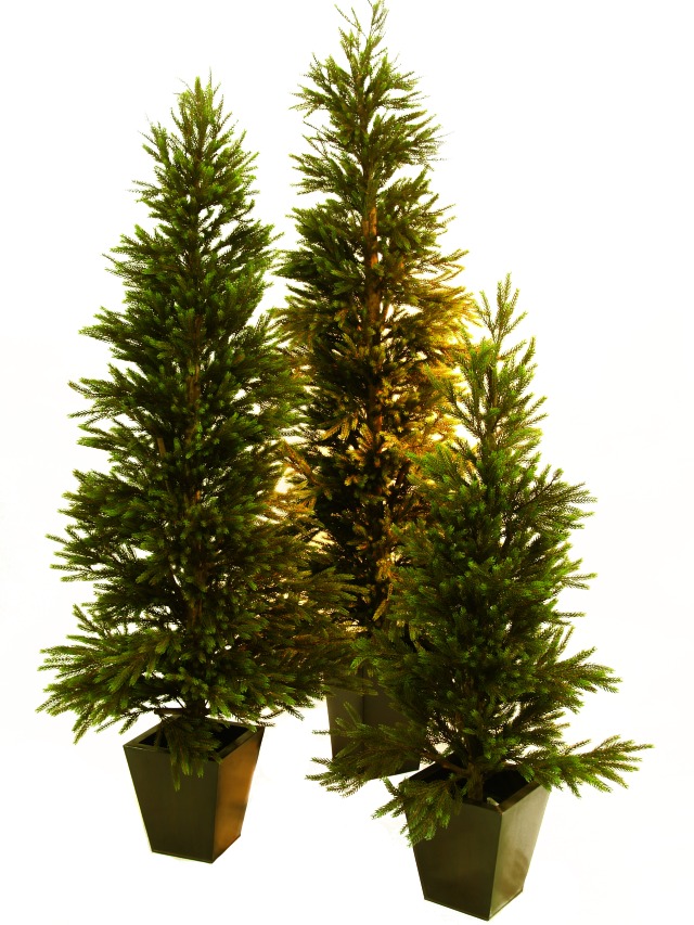 Vánoční strom - Jedle, 120 cm