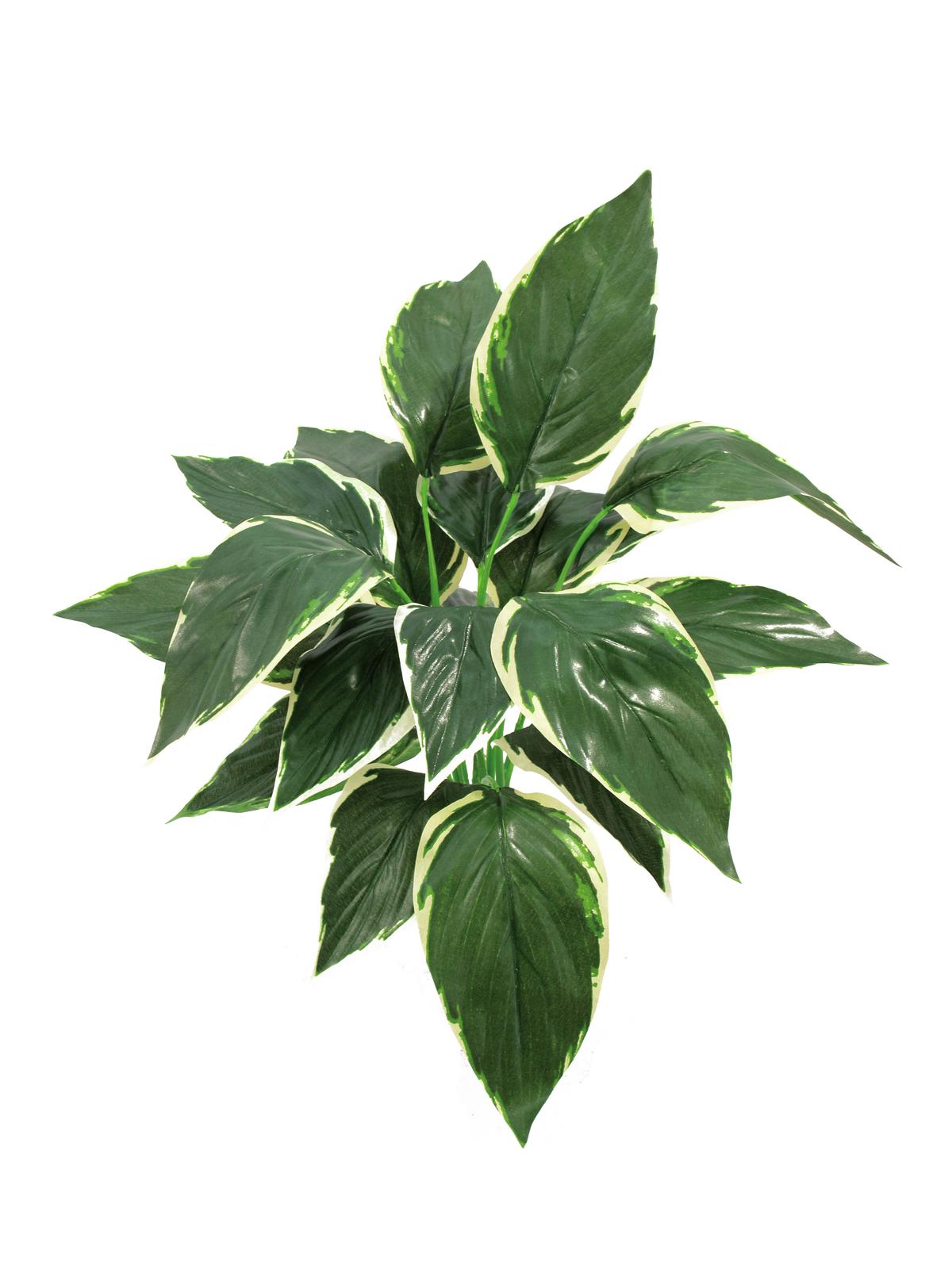 Hostaceae výhonek zeleno bílá, 50cm