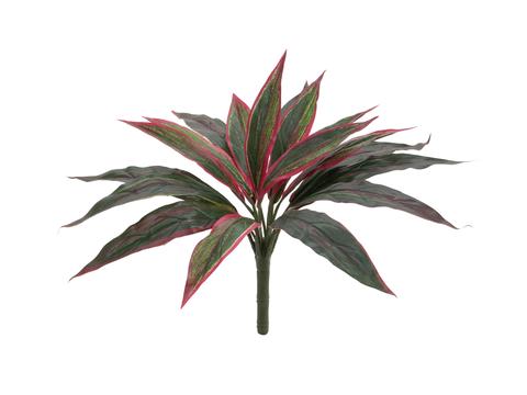 Dracena červená-zelená, 27cm