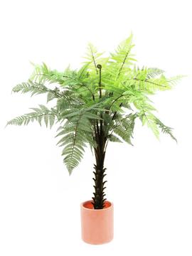 Kapradinová palma, 180cm