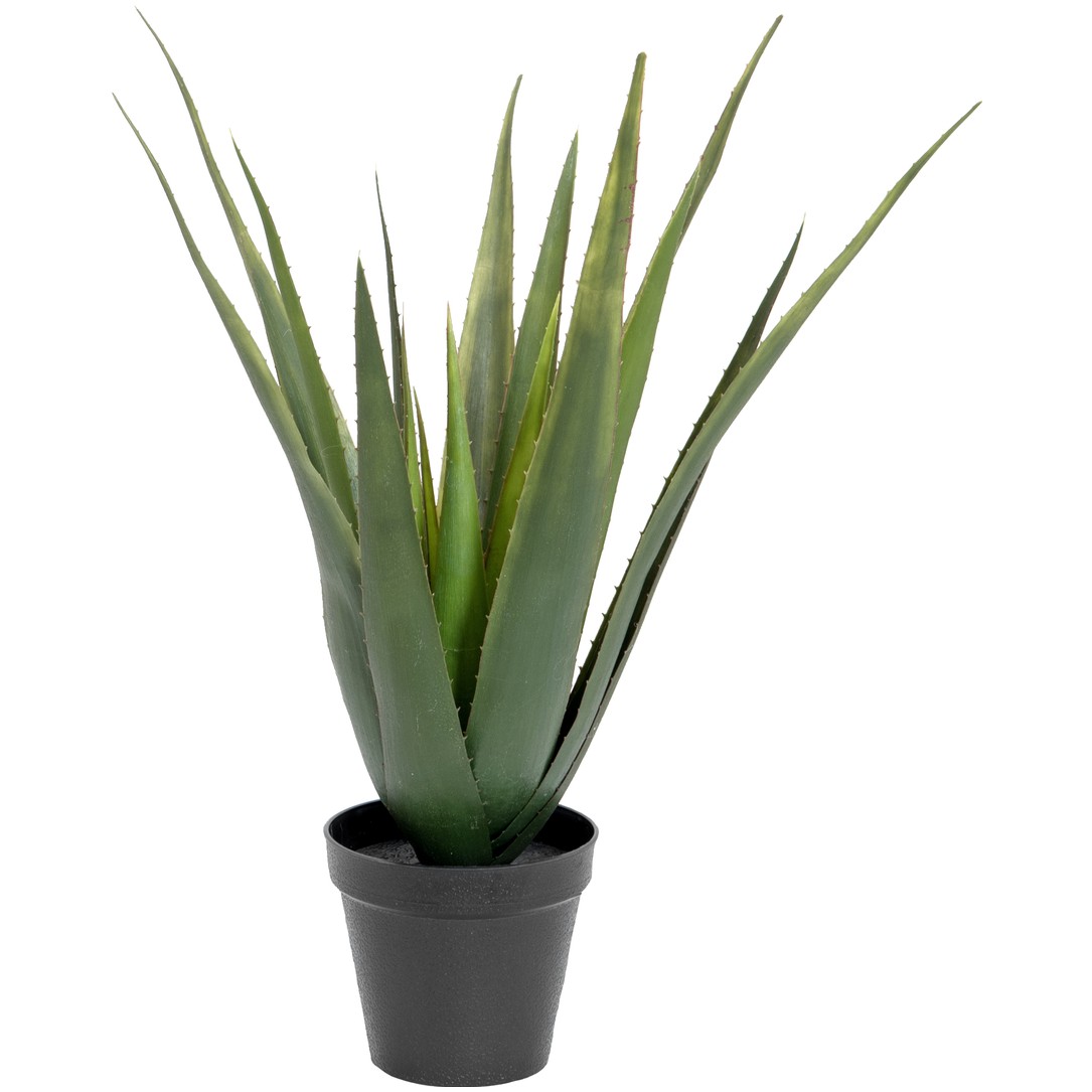 Aloe-Vera rostlina v květináči, 60 cm