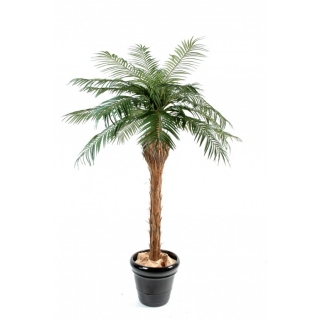 Phoenix palma přírodní kmen deluxe, 340cm