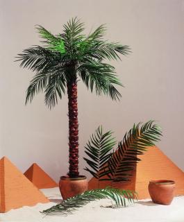 Phönix palma 16 listů, 190cm