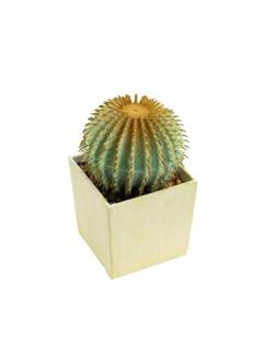 Echino kaktus v květináči, 12 cm