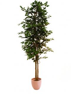 Fikus-Benjamin strom 2520 listů 300cm
