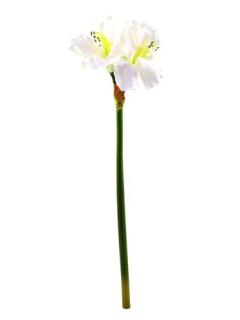 Amaryllis bílý, 72 cm