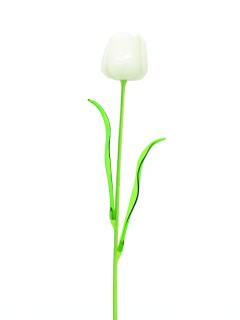 Tulipán bílý, krystalický 61cm, 12ks