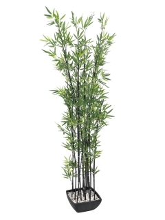 Bambus strom v květináči, 180 cm
