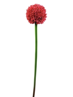 Allium červená, 55cm
