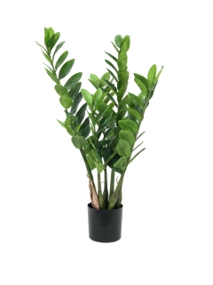 Zamiifolia, 70cm
