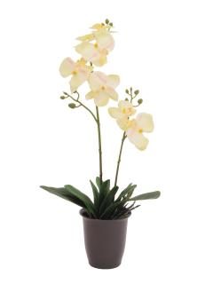 Orchidej krémová v květináči, 57cm