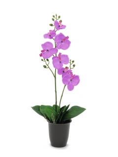 Orchidej fialová v květináči, 57cm