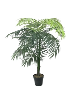 Areca palma s velkými listy, 175 cm
