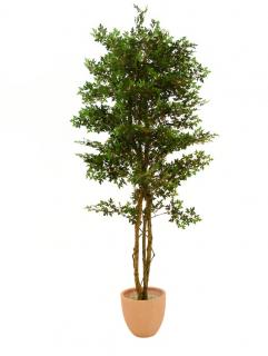 Ming-Areliax strom 180cm