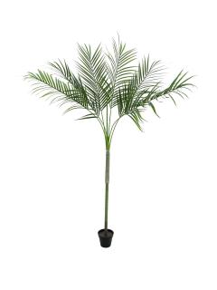 Areca palma s velkými listy, 180cm