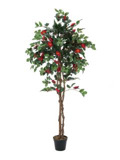 Camélie strom s červenými květy, 180 cm