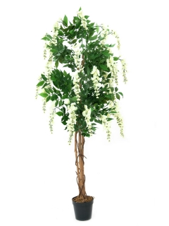 Vistárie strom - přírodní kmen, bílá, 150 cm