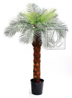 Phoenix palma, 180cm