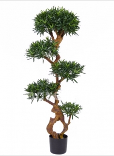 Bonsai Podocarpus  deluxe, 130cm