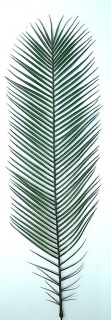 Palmový list Phoenix plast - 10kusů, 130cm