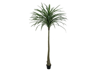 Dracena s vysokým kmenem, 220cm