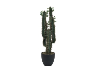 Mexický kaktus s listy, 75cm