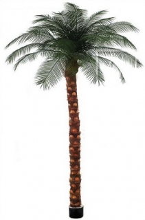 Phoenix palma, 300-325cm